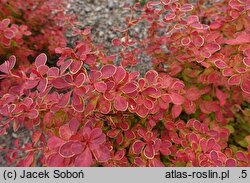 Berberis thunbergii Desperados