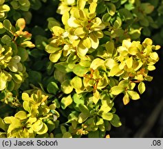 Berberis thunbergii Goldalita