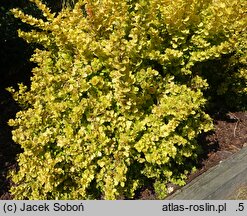 Berberis thunbergii Golden Ghost