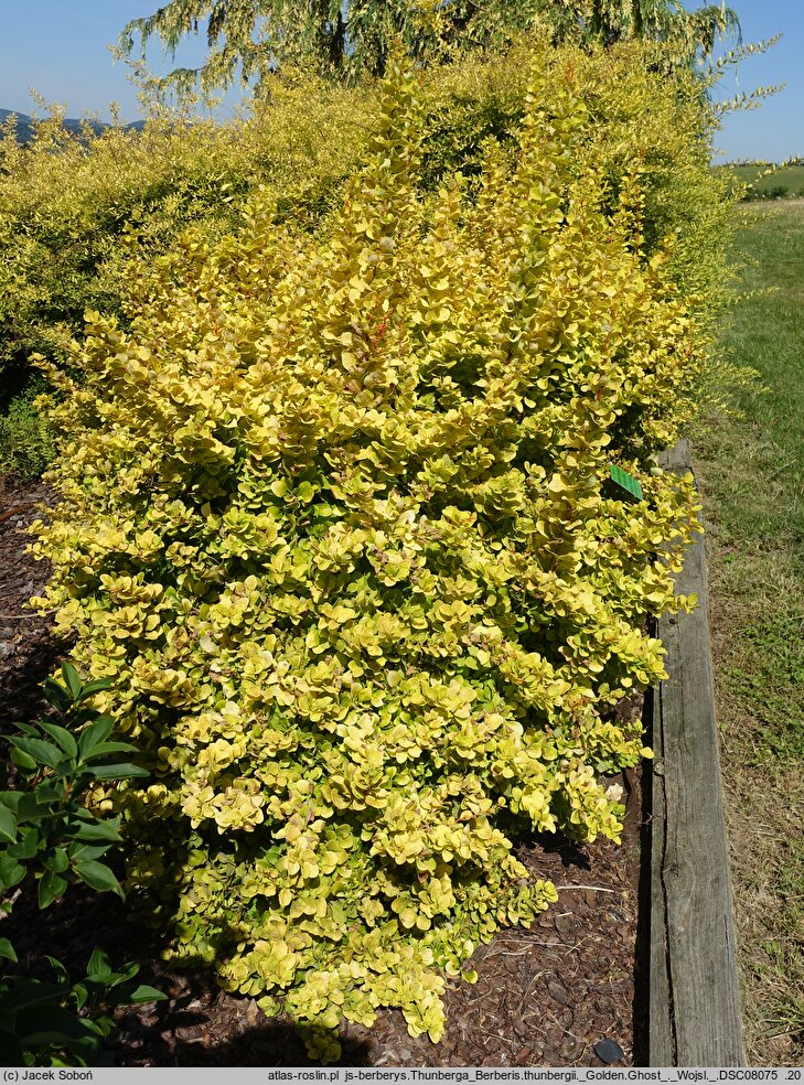 Berberis thunbergii Golden Ghost