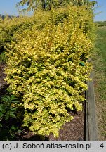 Berberis thunbergii Golden Ghost
