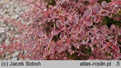 Berberis thunbergii Golden Sand