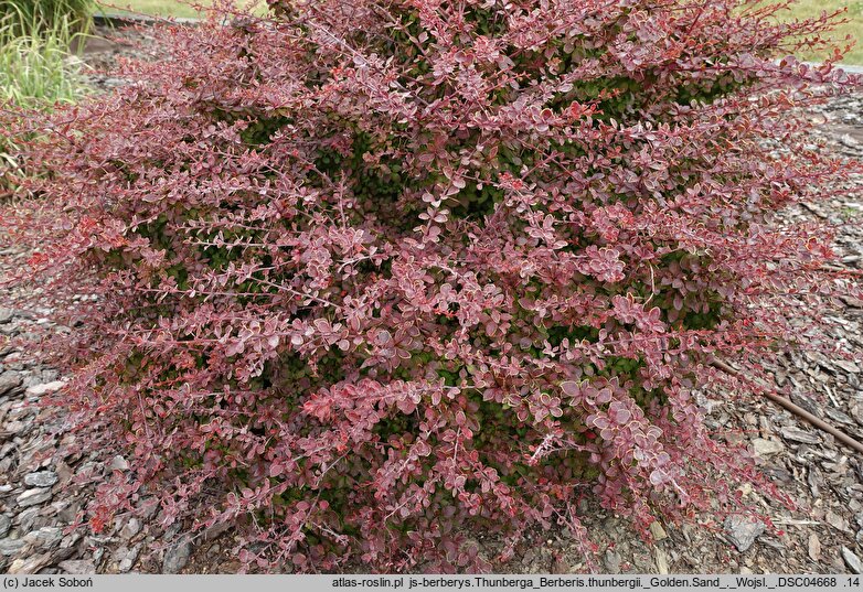 Berberis thunbergii Golden Sand