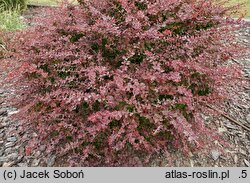 Berberis thunbergii Golden Sand