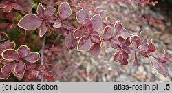 Berberis thunbergii Golden Sand
