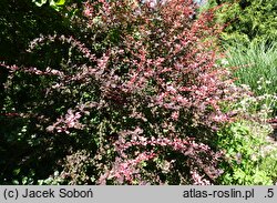 Berberis thunbergii Harlequin