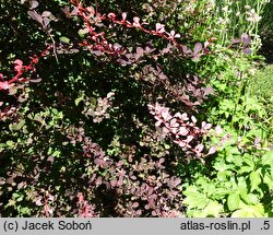 Berberis thunbergii Harlequin