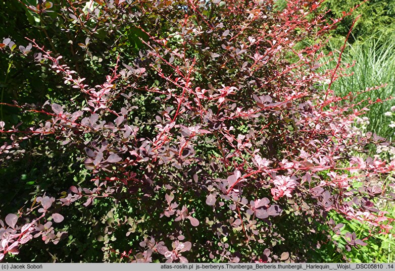 Berberis thunbergii Harlequin