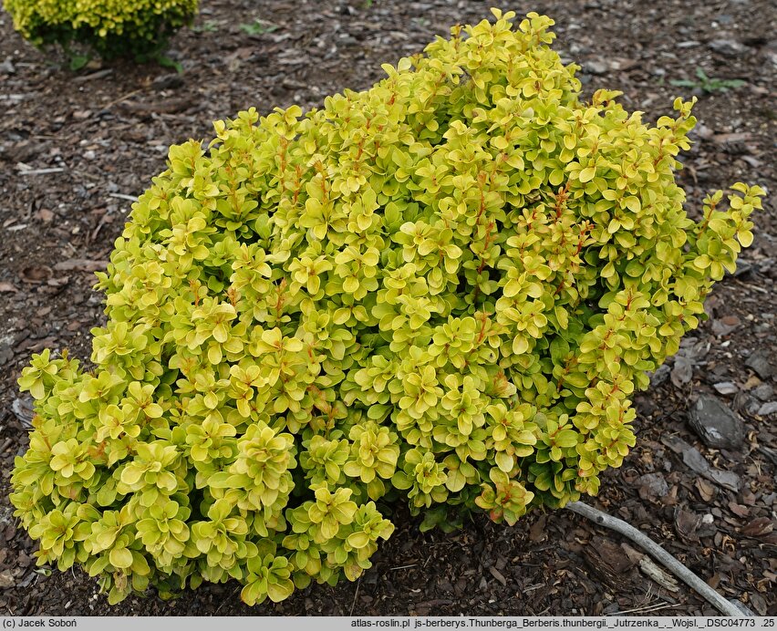 Berberis thunbergii Jutrzenka