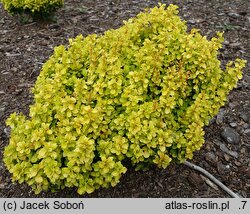 Berberis thunbergii Jutrzenka