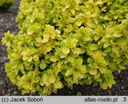 Berberis thunbergii Jutrzenka