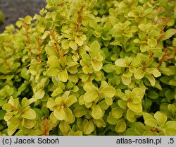 Berberis thunbergii Jutrzenka