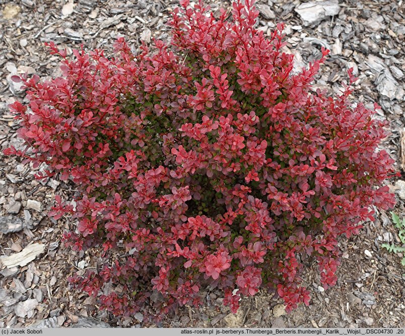Berberis thunbergii Karlik