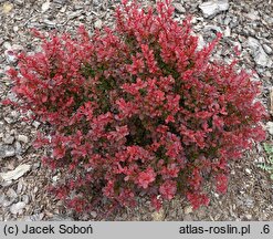 Berberis thunbergii Karlik