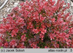 Berberis thunbergii Karlik