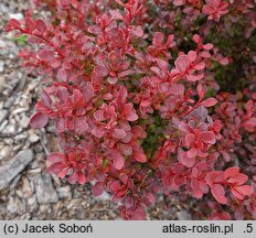 Berberis thunbergii Karlik