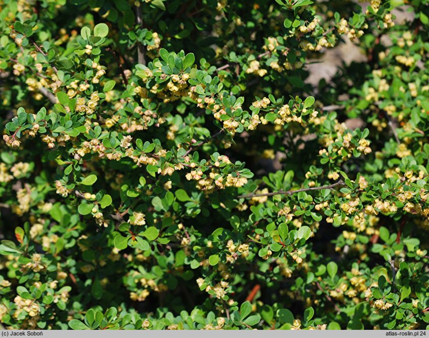 Berberis thunbergii Kórnik