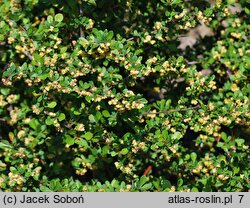 Berberis thunbergii Kórnik