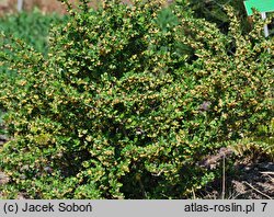 Berberis thunbergii Kórnik