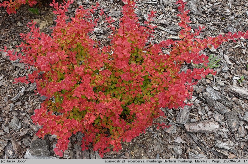 Berberis thunbergii Marylka