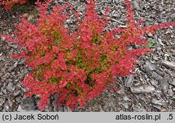 Berberis thunbergii Marylka