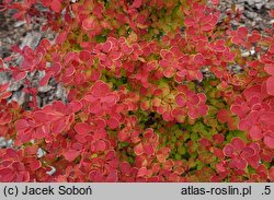 Berberis thunbergii Marylka