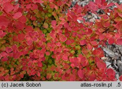 Berberis thunbergii Marylka