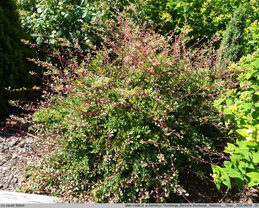 Berberis thunbergii Natasza
