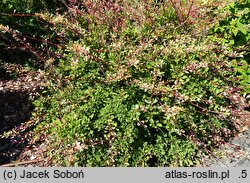Berberis thunbergii Natasza