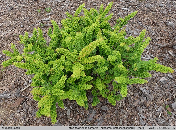 Berberis thunbergii Oberek
