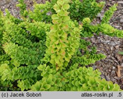 Berberis thunbergii Oberek