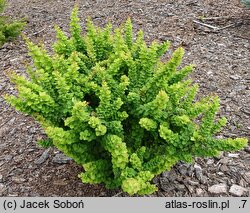 Berberis thunbergii Oberek