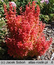 Berberis thunbergii Orange Ice