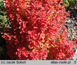 Berberis thunbergii Orange Ice