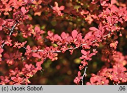 Berberis thunbergii Orange Rocket