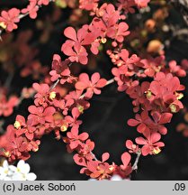 Berberis thunbergii Orange Rocket