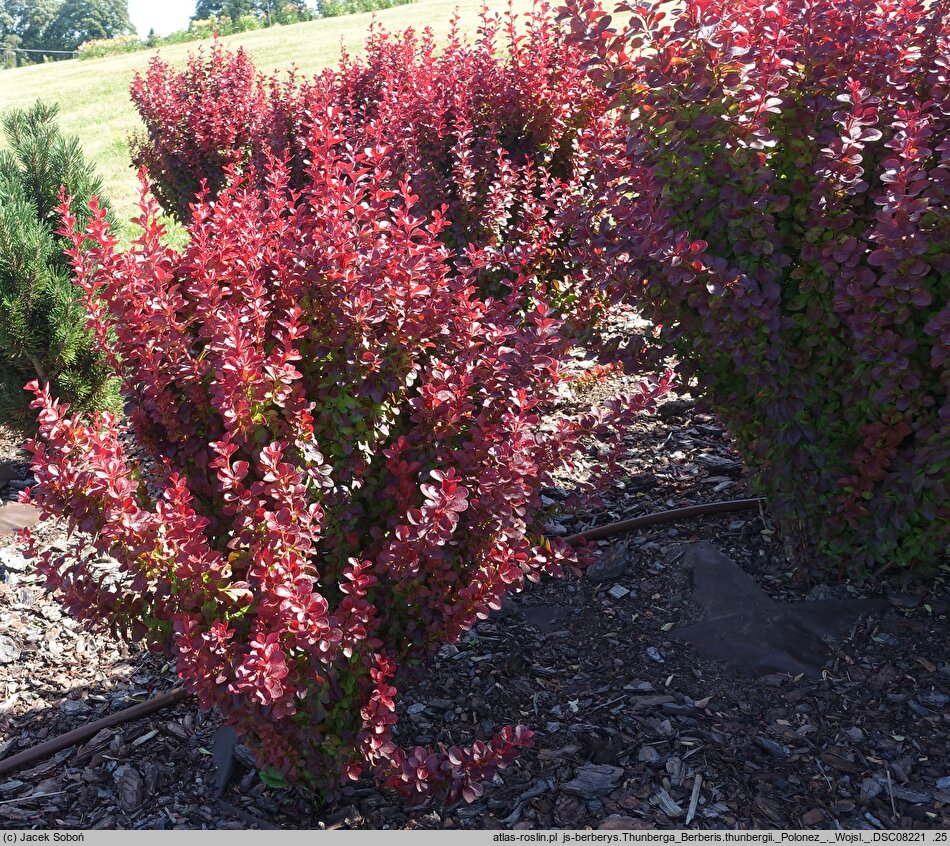 Berberis thunbergii Polonez