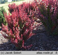 Berberis thunbergii Polonez