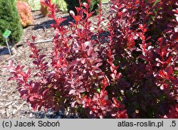 Berberis thunbergii Polonez