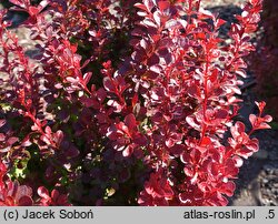 Berberis thunbergii Polonez