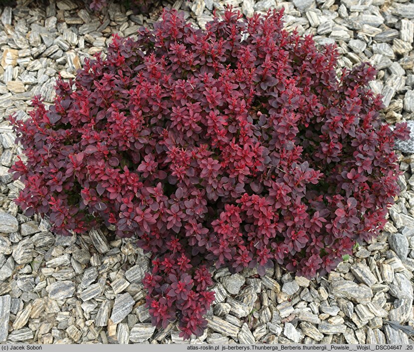 Berberis thunbergii Powiśle
