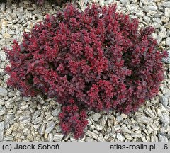 Berberis thunbergii Powiśle