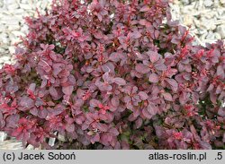 Berberis thunbergii Powiśle