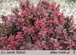 Berberis thunbergii Powiśle