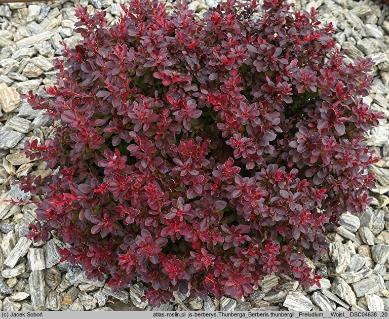 Berberis thunbergii Preludium