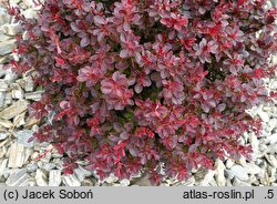 Berberis thunbergii Preludium