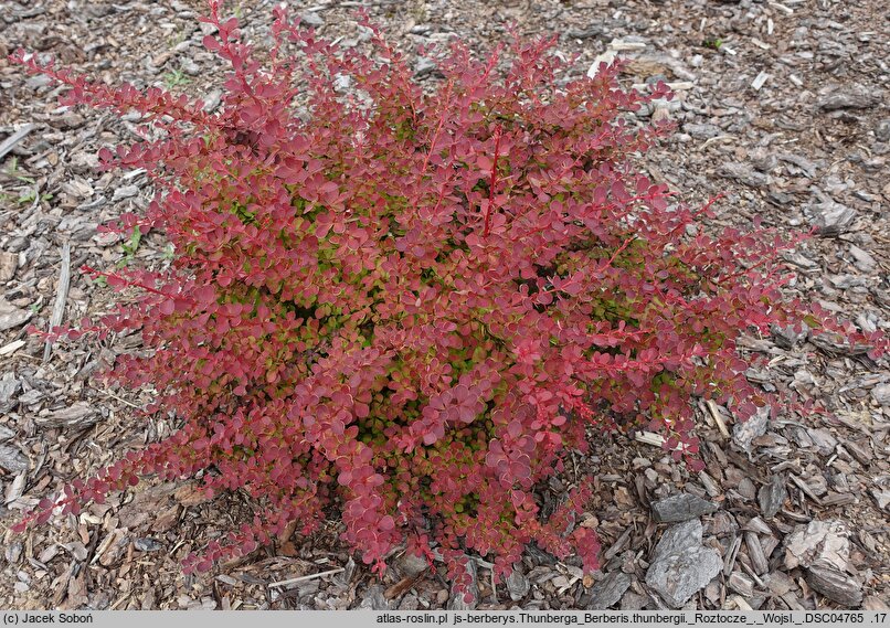 Berberis thunbergii Roztocze