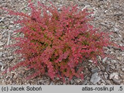 Berberis thunbergii Roztocze