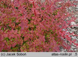 Berberis thunbergii Roztocze
