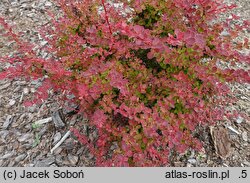 Berberis thunbergii Roztocze